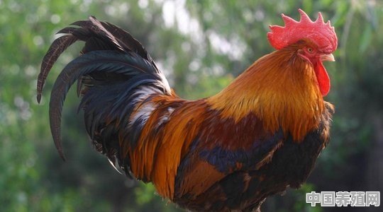 家庭养殖鸡如何选择好鸡品种 - 中国养殖网