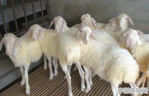 山东哪个羊最好养殖的呢 - 中国养殖网