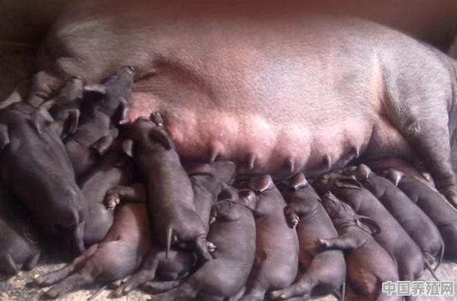 一百只母猪一年内要产多少只猪才能回本 - 中国养殖网