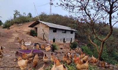 在农村搞土鸡养殖，是养母鸡好还是养公鸡好 - 中国养殖网
