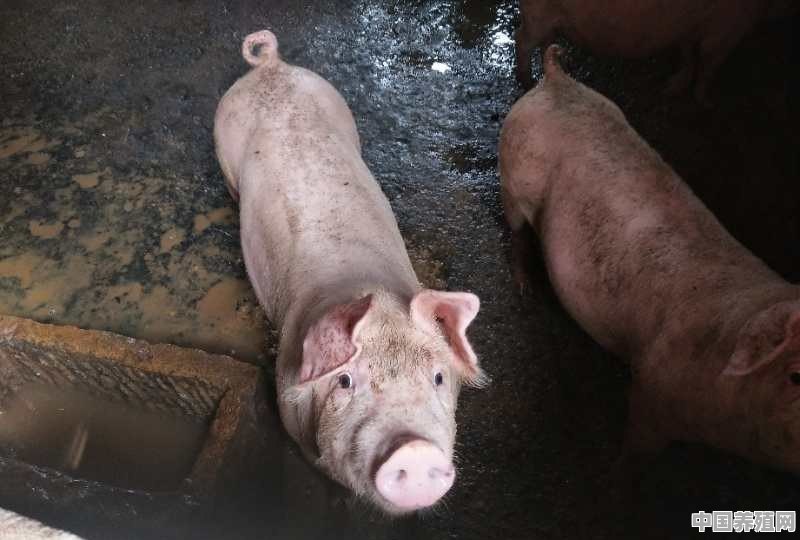 杜洛克公猪优点 - 中国养殖网