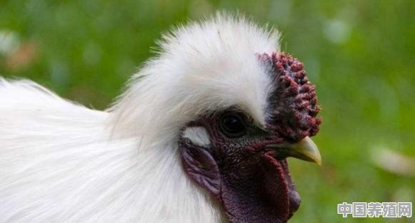 白玉鸡是什么鸡 - 中国养殖网