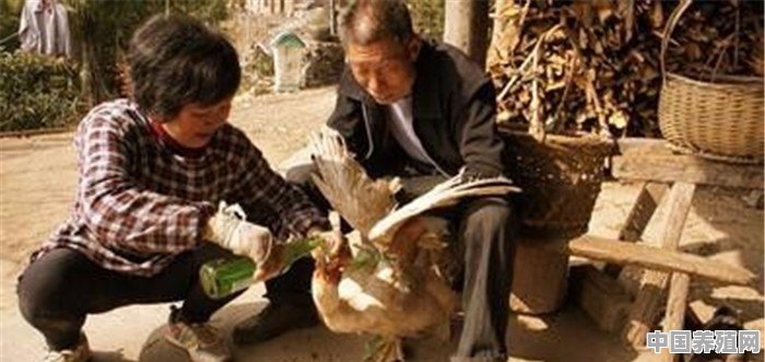 养殖肉鸭如何除臭 - 中国养殖网