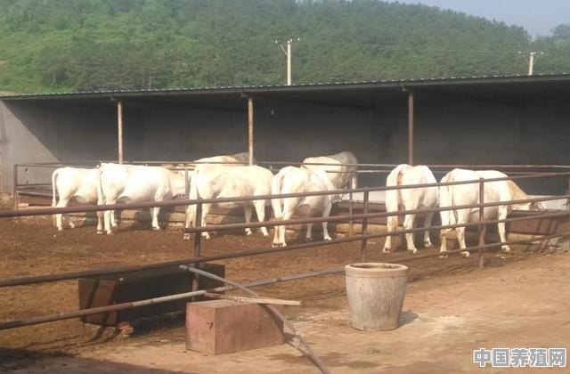 大型牛养殖场 - 中国养殖网