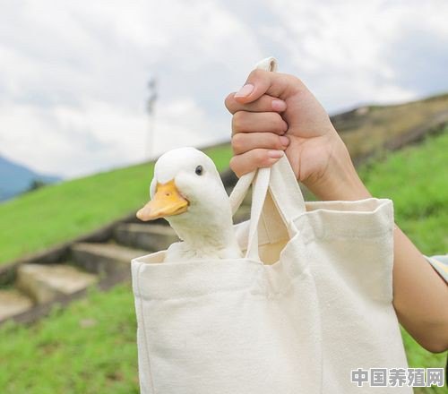 柯尔鸭成年鸭怎么养殖的视频 - 中国养殖网