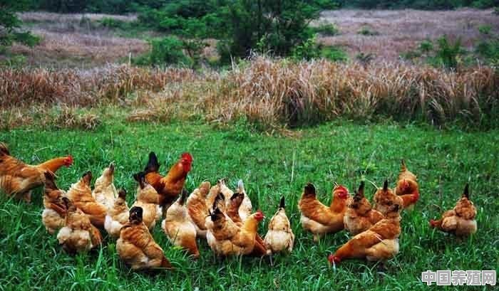 养殖鸡怎样选择鸡种类最好呢 - 中国养殖网