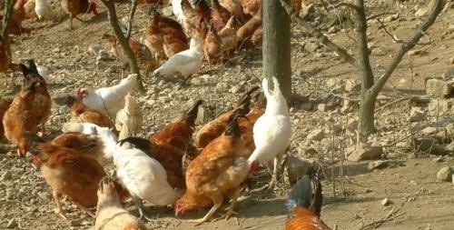 养殖鸡怎样选鸡种好呢 - 中国养殖网