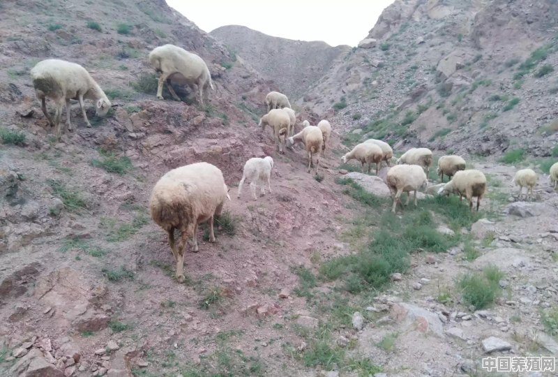 乌骨羊种羊价格是多少 - 中国养殖网