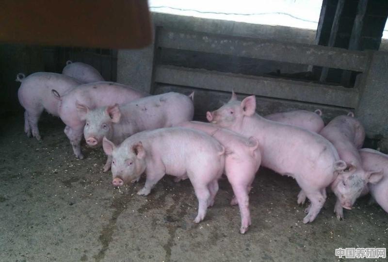 养殖猪怎么开胃 - 中国养殖网