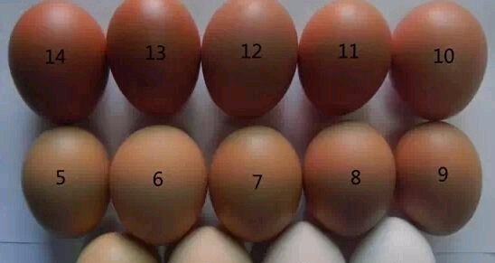 绿壳蛋鸡哪个品种产蛋量最高 - 中国养殖网