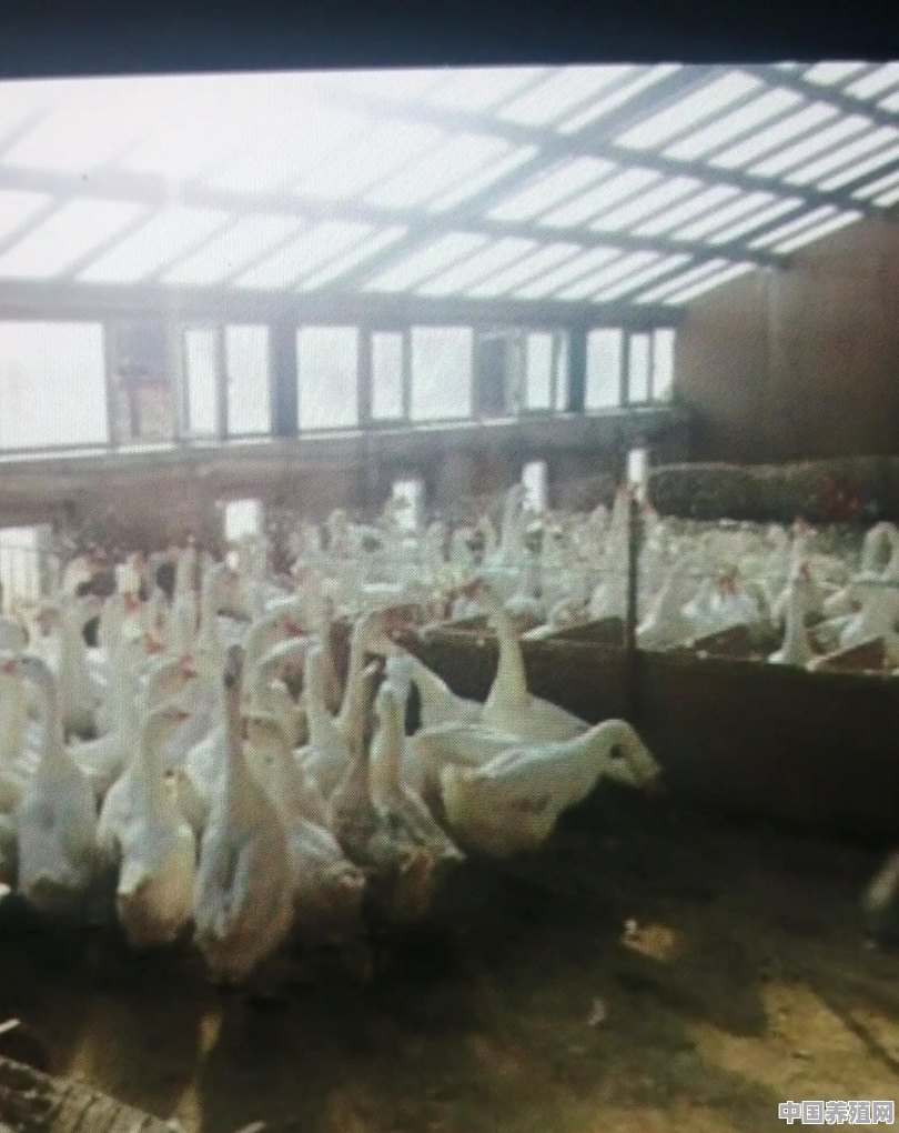 肉鸭出栏前喂盐水的比例 - 中国养殖网