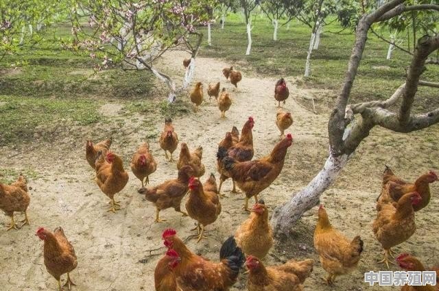 果园如何施用鸡粪 - 中国养殖网
