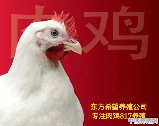 廊坊肉鸭立体养殖 - 中国养殖网