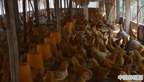 养殖鸡提供鸡苗可靠吗知乎 - 中国养殖网