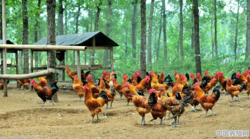 养殖鸡大户需要多少只鸡才能养 - 中国养殖网