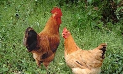 养殖鸡怎样选鸡种子和鸡苗呢 - 中国养殖网