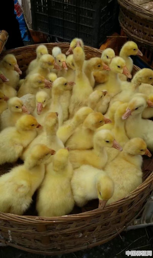 养殖鸭子哪个品种最好 - 中国养殖网