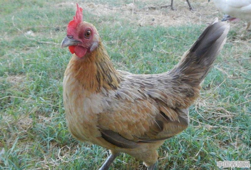 养殖小鸡为什么养殖鸡为什么会死 - 中国养殖网