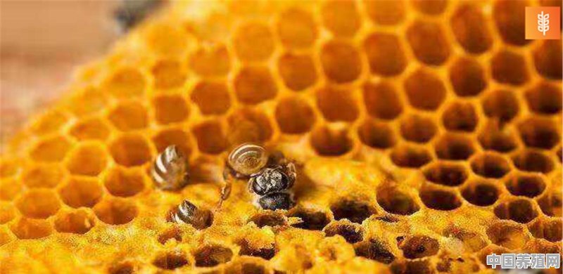 蜜蜂秋天怎么养殖 - 中国养殖网