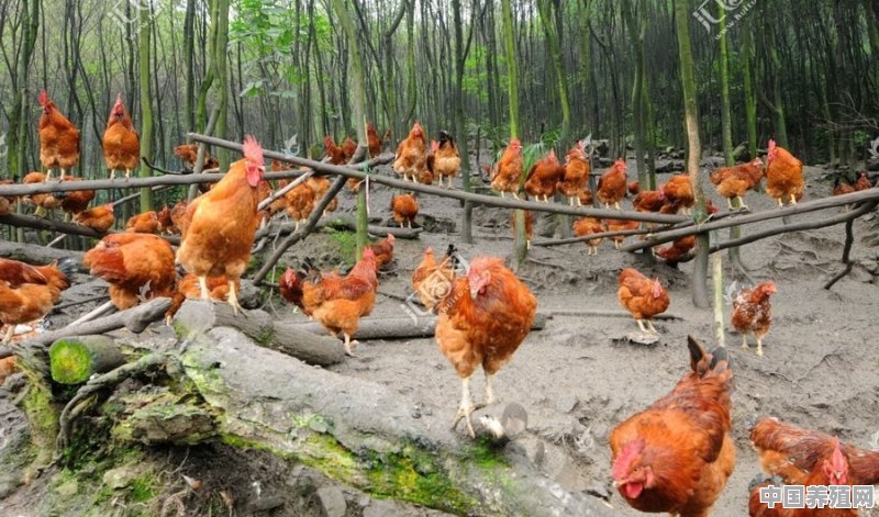 养殖场鸡和猪怎么养殖的 - 中国养殖网