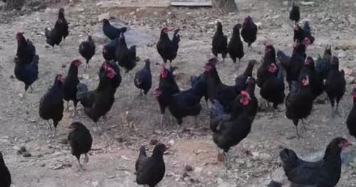 五黑鸡品种是哪个地方的 - 中国养殖网