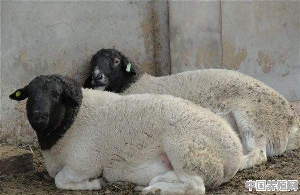 杜泊尔品种羊好吃吗 - 中国养殖网