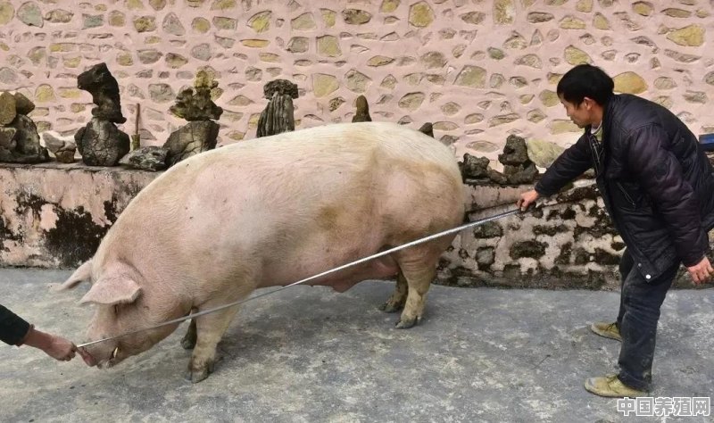 农村养殖猪的好处 - 中国养殖网