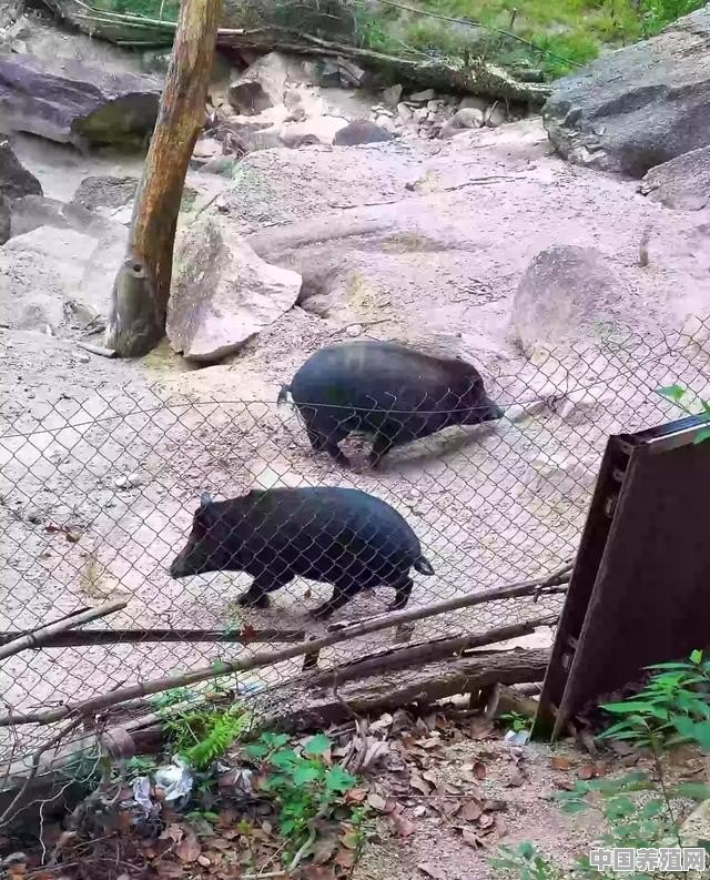 生态猪业养殖基地有哪些 - 中国养殖网