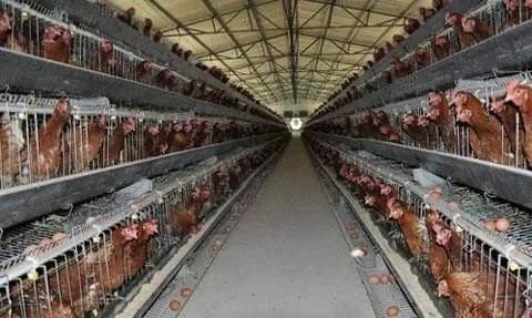 养殖场主要养殖鸡的品种 - 中国养殖网