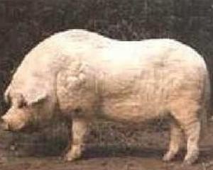 养殖鲜猪品种排名前十 - 中国养殖网