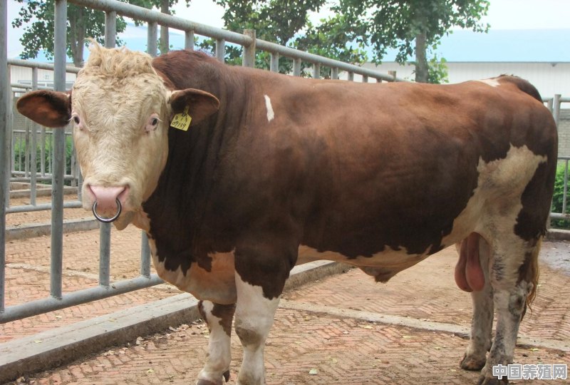 养殖扶贫牛的利润有多大 - 中国养殖网