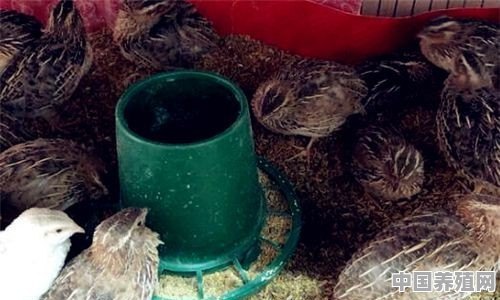 鹌鹑养殖与鸡养殖区别在哪里 - 中国养殖网