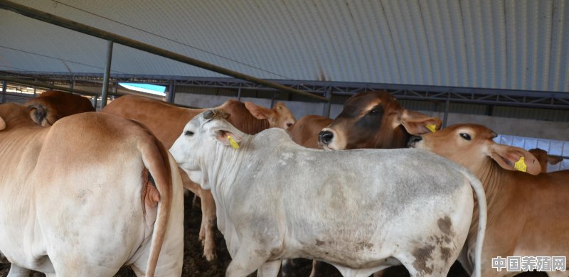 缅甸牛可以卖到中国吗 - 中国养殖网
