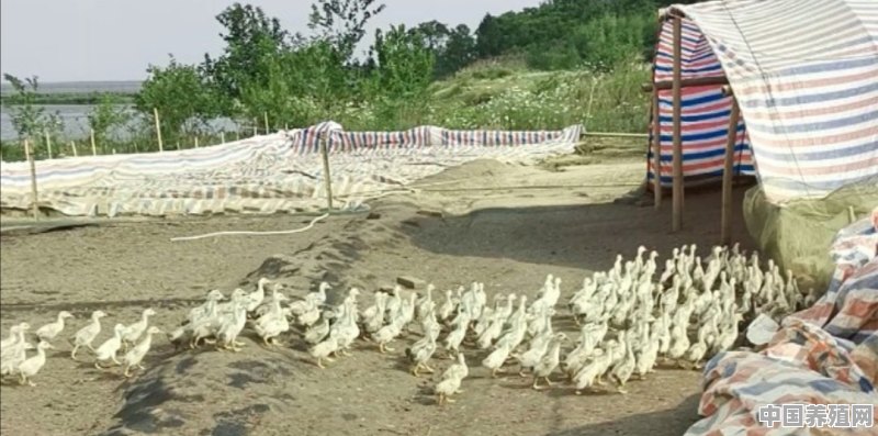 仔鸭养殖管理技术视频 - 中国养殖网