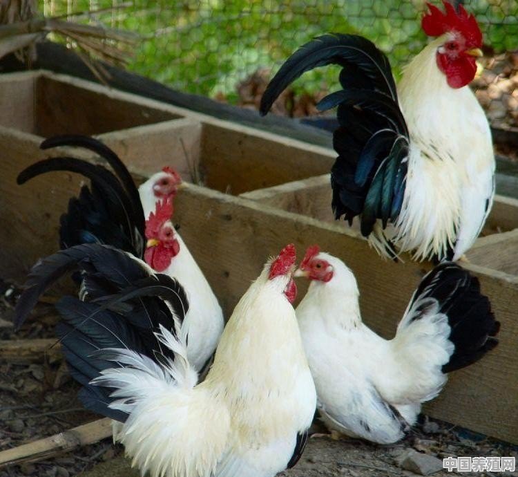 农村养殖户养殖各种观赏鸡违法吗 - 中国养殖网
