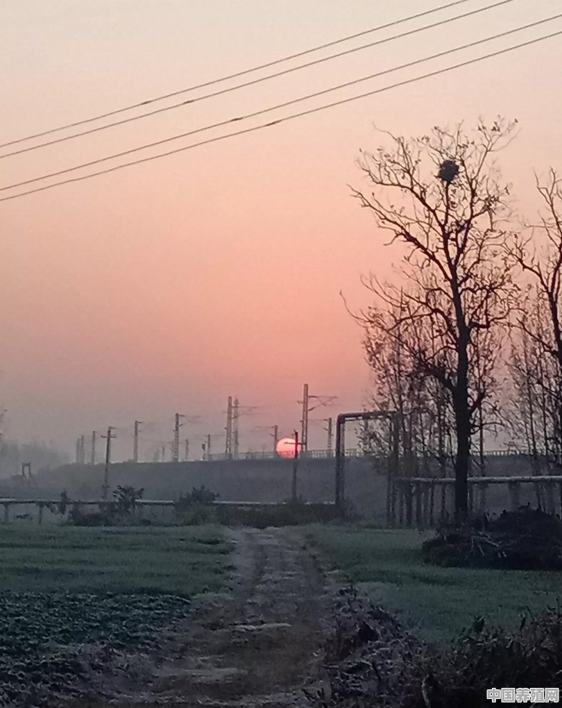 鸽子养在室外不直接见到阳光可以吗 - 中国养殖网