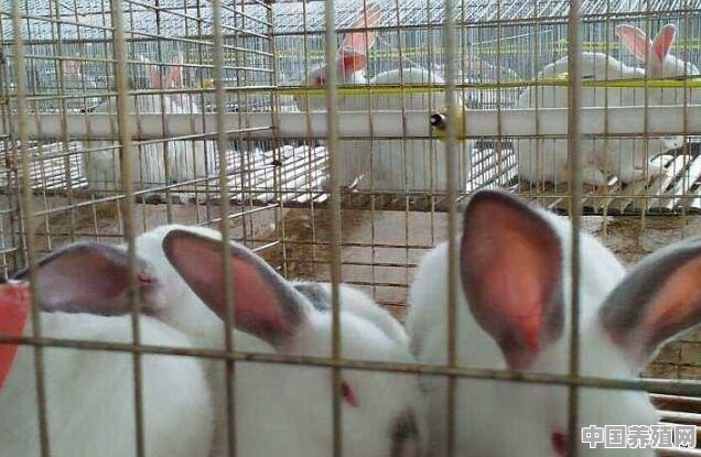 养兔子怎么找销路 - 中国养殖网