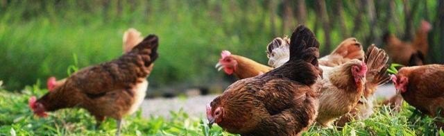 家庭养殖鸡怎么样养殖好呢 - 中国养殖网