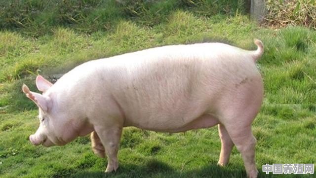 母猪高效养殖猪技术视频 - 中国养殖网