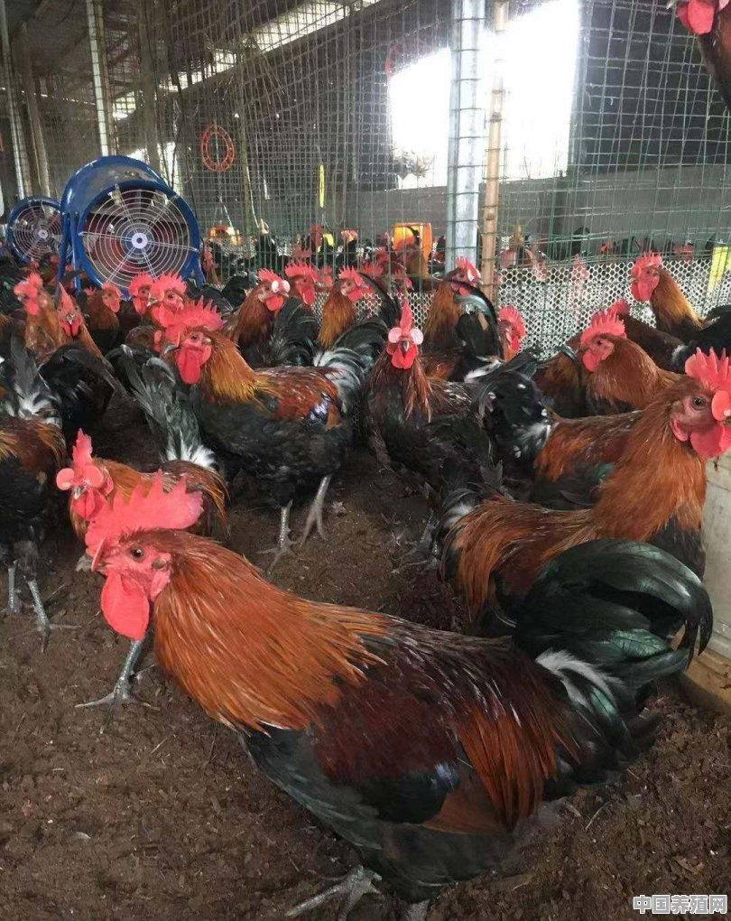 三黄鸡养殖方法和环境 - 中国养殖网