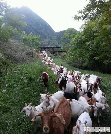 羊的养殖防疫与管理方案 - 中国养殖网