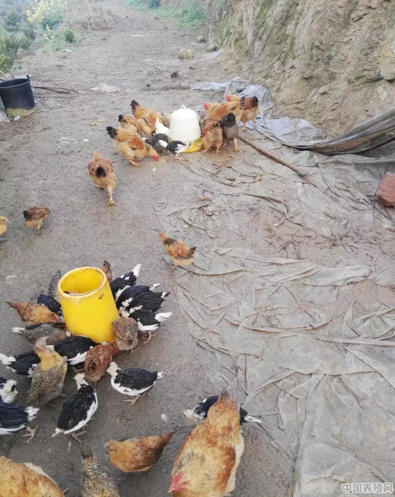 本地蛋鸡怎么养殖的 - 中国养殖网