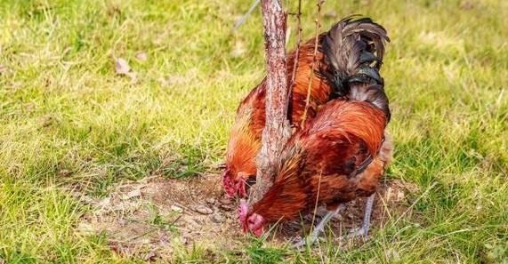 林下养殖鸡的特点 - 中国养殖网