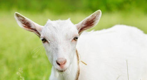 育肥羊的饲养方法和技巧 - 中国养殖网