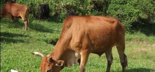 养殖牛成本低的原因 - 中国养殖网