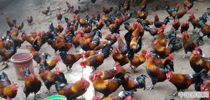生态养殖鸡的背景 - 中国养殖网