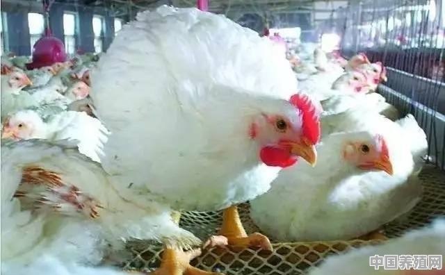 养殖走地鸡技术 - 中国养殖网