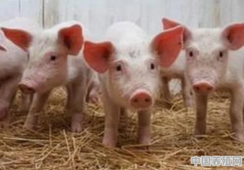 吸氧猪的养殖方法视频 - 中国养殖网