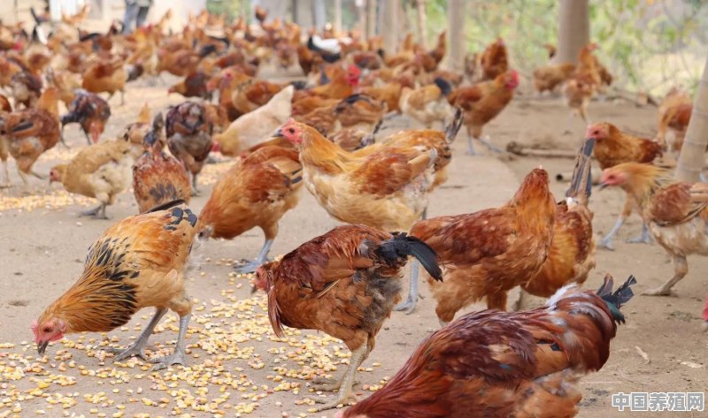 笼养珍珠鸡养殖 - 中国养殖网