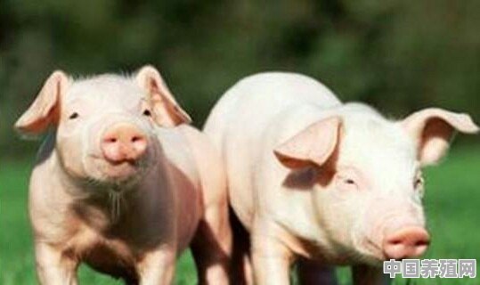 养殖猪要怎么养 - 中国养殖网